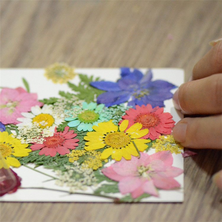 Y3653 Natural Flowers Leaves Set press dried flower