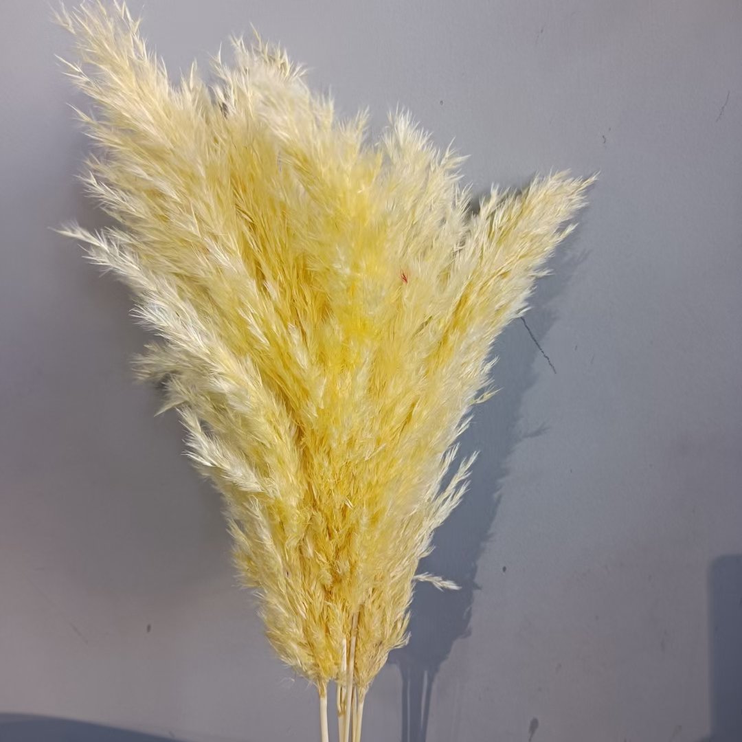 Pampas Nature Dry Flower Decoration Party Wedding HEN Decorative Pcs Color Plants Material Origin Type Preserved Wreaths Real