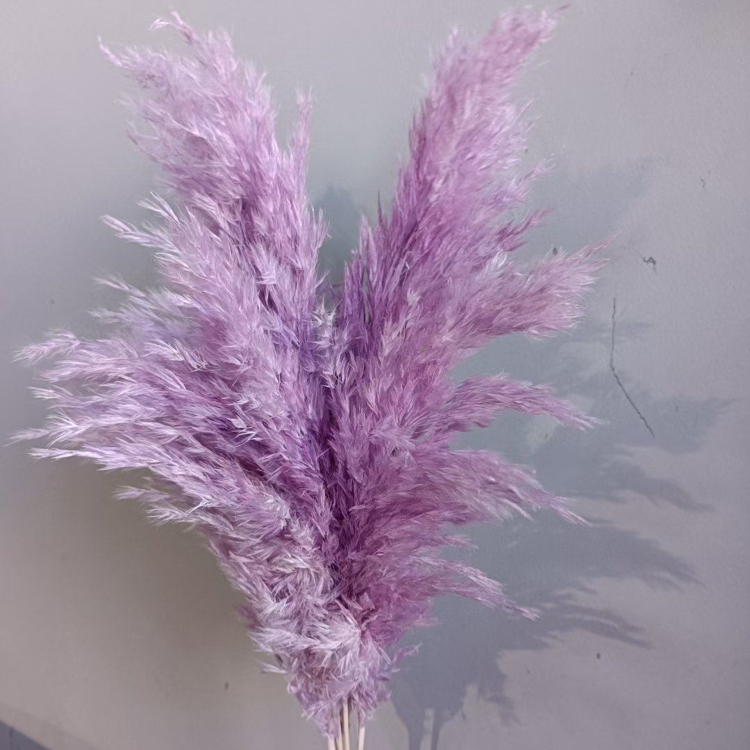 Pampas Nature Dry Flower Decoration Party Wedding HEN Decorative Pcs Color Plants Material Origin Type Preserved Wreaths Real