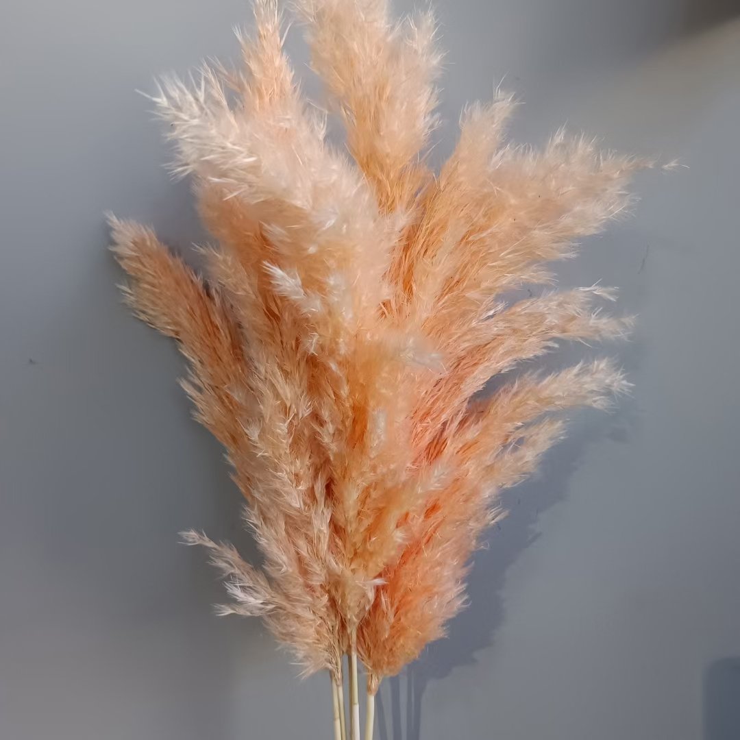 Pampas Nature Dry Flower Decoration Party Wedding HEN Decorative Pcs Color Plants Material Origin Type Preserved Wreaths Real