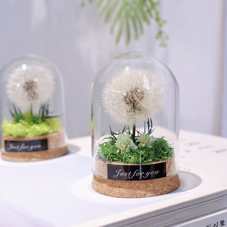 Natural Dandelion Dried Flower Dandelion Dried Flower Dry dandelion Specimen in Glass Dome for Unique Anniversary Birthday Gift