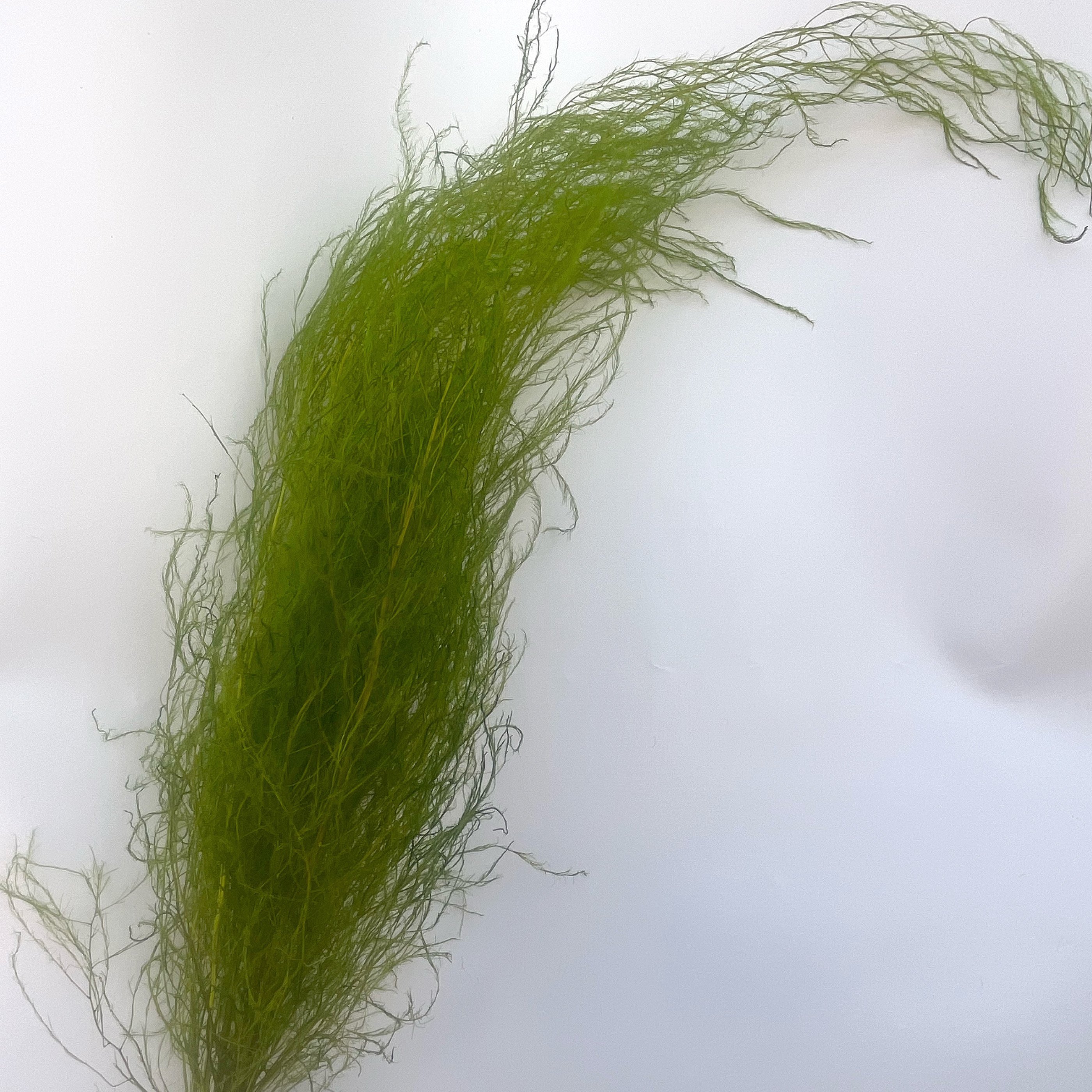 Wedding Dry Flower Long Lasting Yunnan Factory Preserved Chinese Alpine Rush For Home Party Decoration