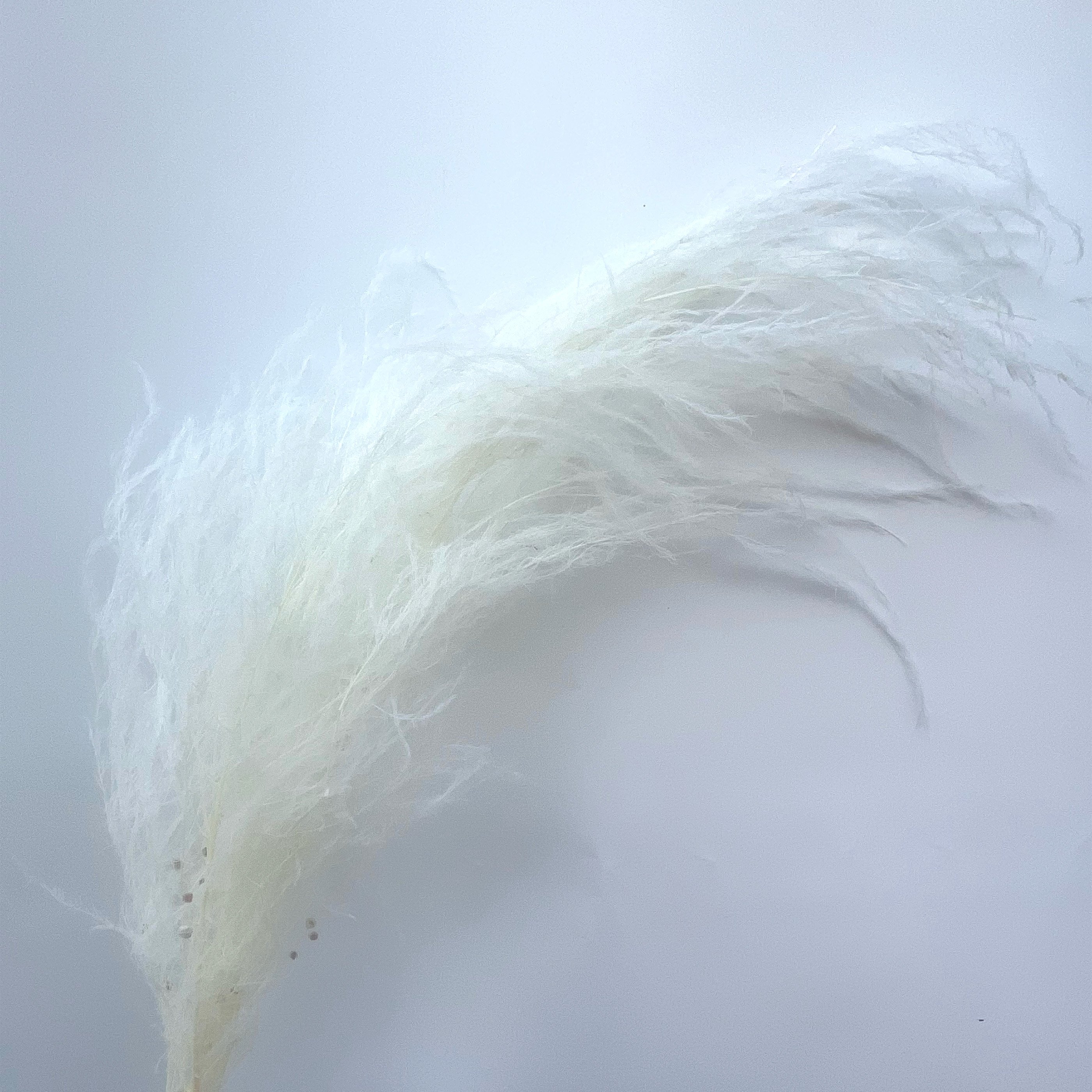 Wedding Dry Flower Long Lasting Yunnan Factory Preserved Chinese Alpine Rush For Home Party Decoration