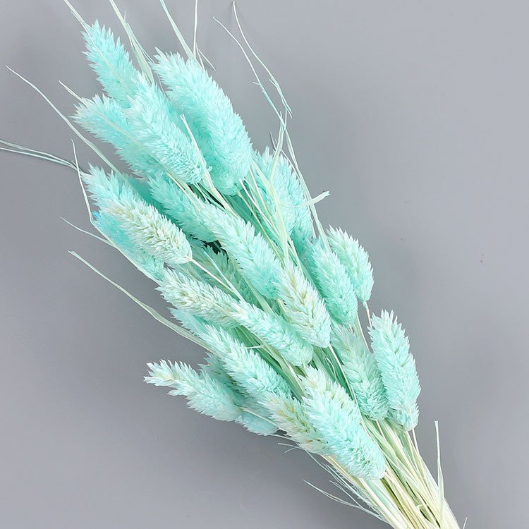 China Factory Supply Dried Phalaris Grass Dried Flowers for Wedding