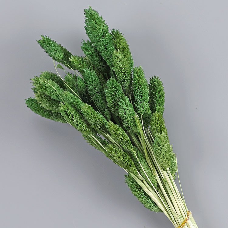 China Factory Supply Dried Phalaris Grass Dried Flowers for Wedding