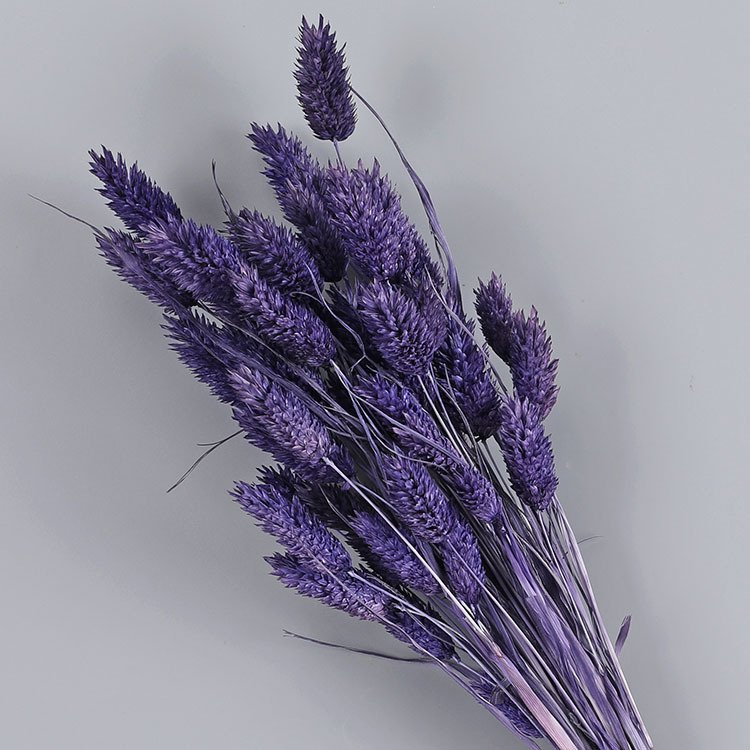 China Factory Supply Dried Phalaris Grass Dried Flowers for Wedding