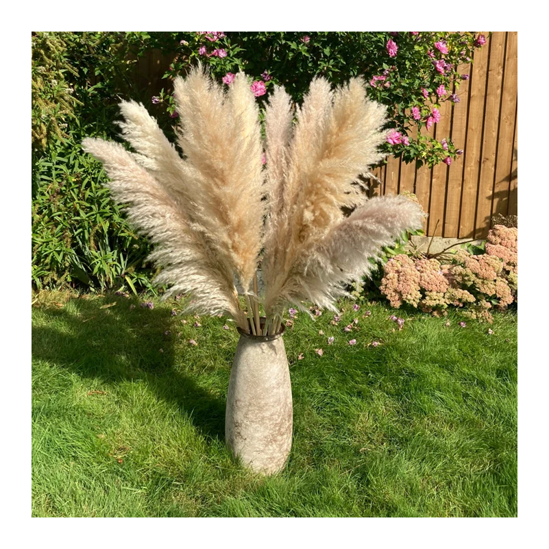 Pampas Grass Factory Newly Decoration Home Decor Valentine Gift OEM Packing Bouquet China Long Lasting Yunnan Dry Flower Wedding