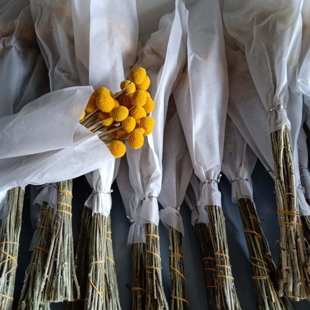 Dried natural Craspedia Billy Balls billy buttons woolly heads, yellow gold round boll flower with low factory price.