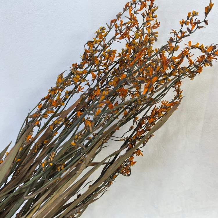 Naturally Dried Flowers Renanthera Coccinea Real Plants for Flower Arrangements Wedding decor Bouquet Making Home Decorations