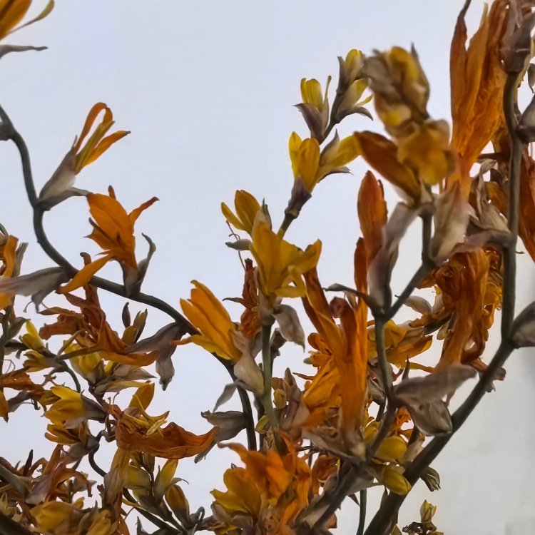 Naturally Dried Flowers Renanthera Coccinea Real Plants for Flower Arrangements Wedding decor Bouquet Making Home Decorations