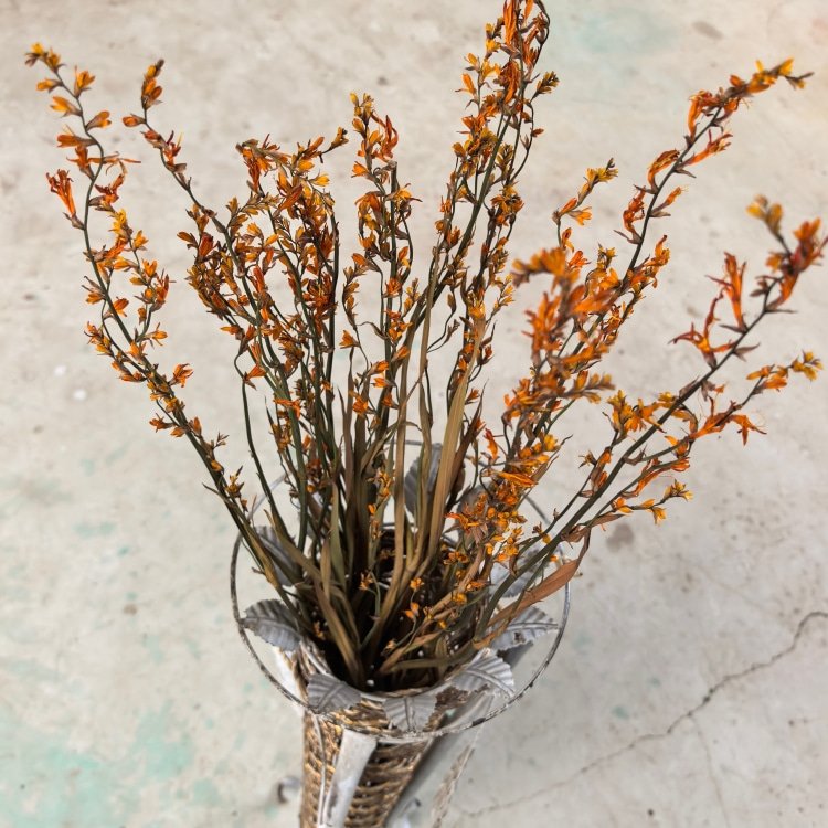 Naturally Dried Flowers Renanthera Coccinea Real Plants for Flower Arrangements Wedding decor Bouquet Making Home Decorations