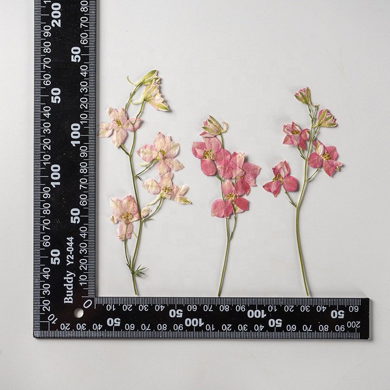 wholesale DIY flower Dried Consolida ajacis pressed flowers with stem for resin Nail Art Phone Case candle making decoration