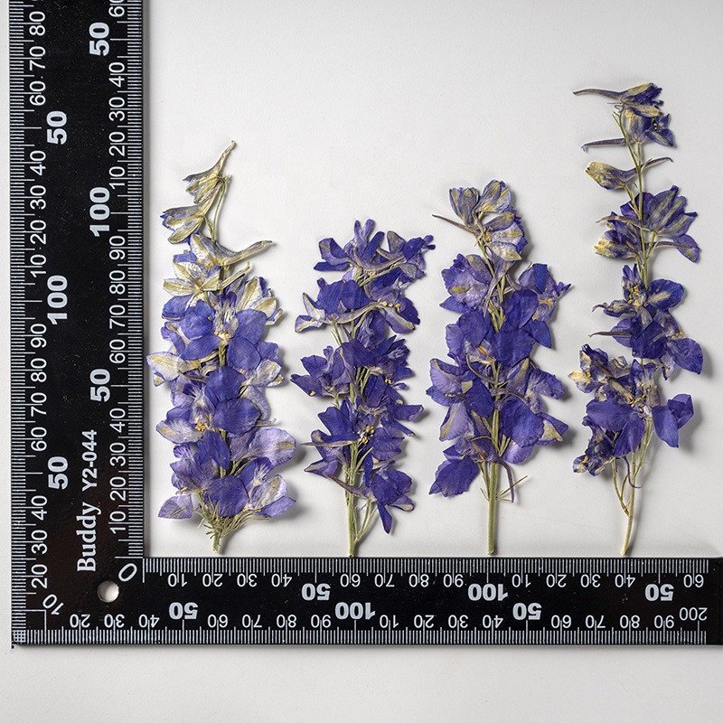 wholesale DIY flower Dried Consolida ajacis pressed flowers with stem for resin Nail Art Phone Case candle making decoration