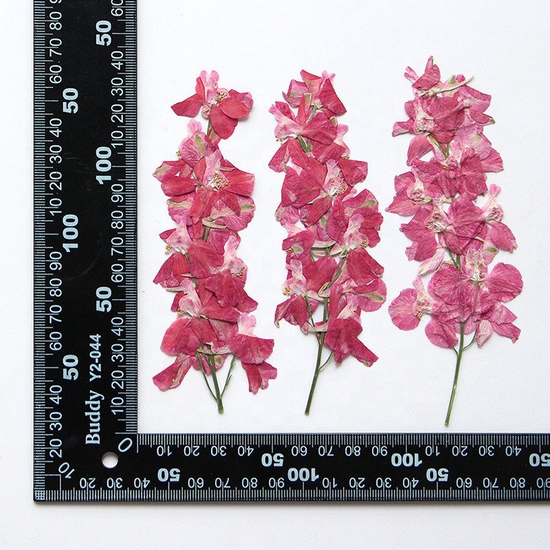 wholesale DIY flower Dried Consolida ajacis pressed flowers with stem for resin Nail Art Phone Case candle making decoration