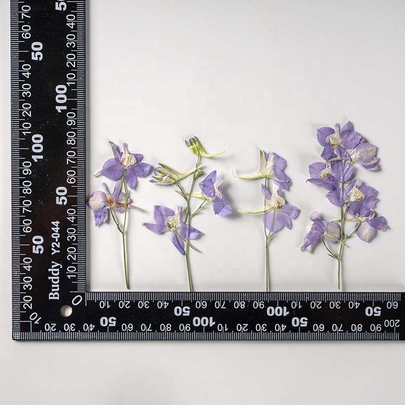 wholesale DIY flower Dried Consolida ajacis pressed flowers with stem for resin Nail Art Phone Case candle making decoration