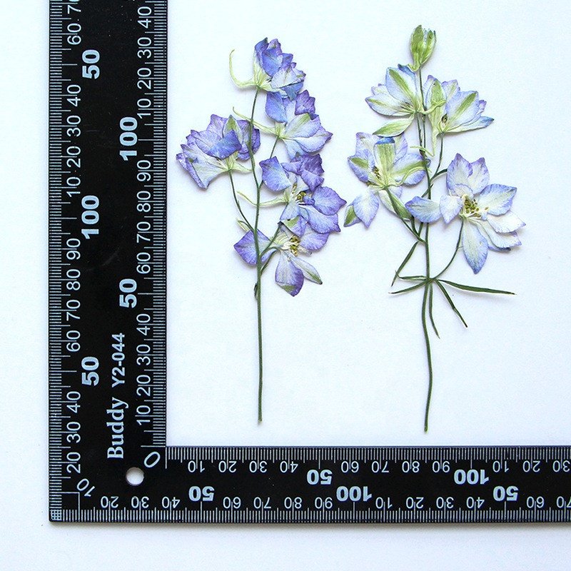wholesale DIY flower Dried Consolida ajacis pressed flowers with stem for resin Nail Art Phone Case candle making decoration