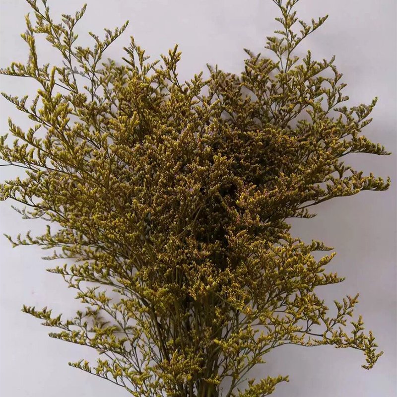 Yunnan Factory Wholesale Preserved Limonium flower preserved caspia valentine's grass for decoration and flower arrangement