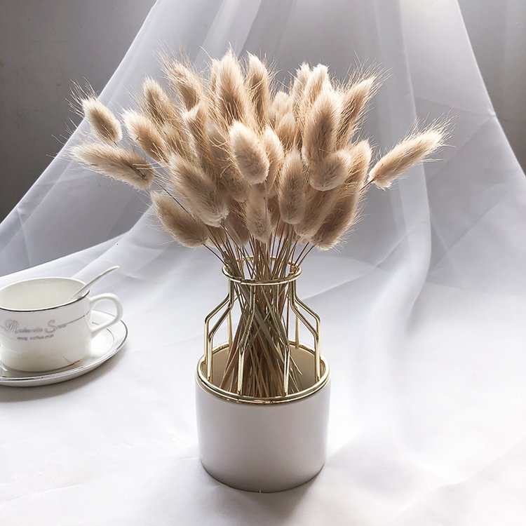 sumflora New product ideas 2024 original flowers bunny tail preserved natural flower dried flowers lagurus