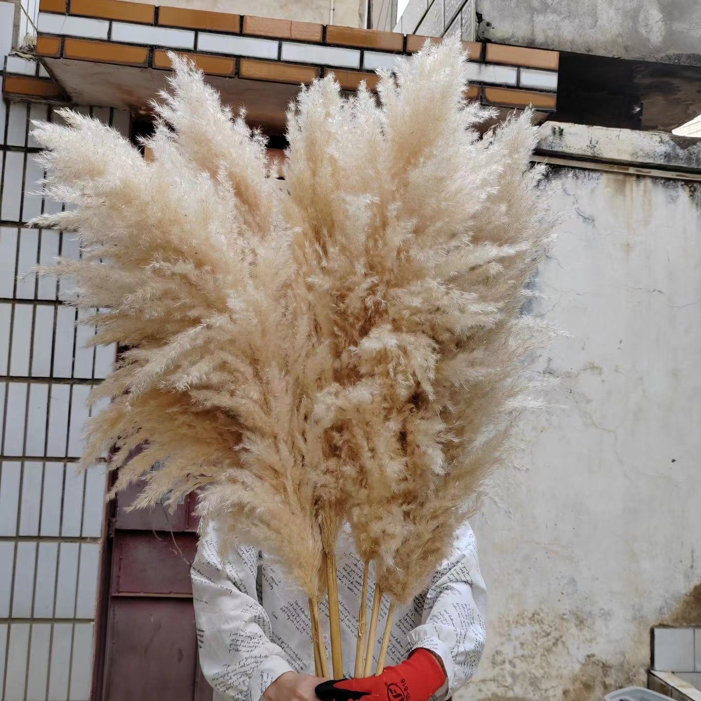 Amazon hot sell 2023 Pampas Grass Decorative Flowers Fluffy pampas grass for home wedding decoration