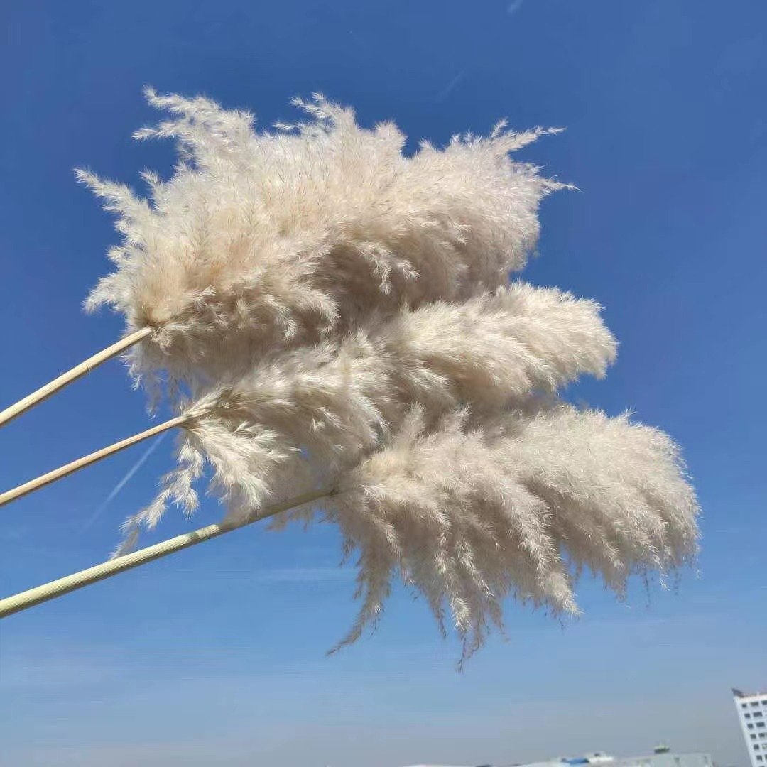 Amazon hot sell 2023 Pampas Grass Decorative Flowers Fluffy pampas grass for home wedding decoration