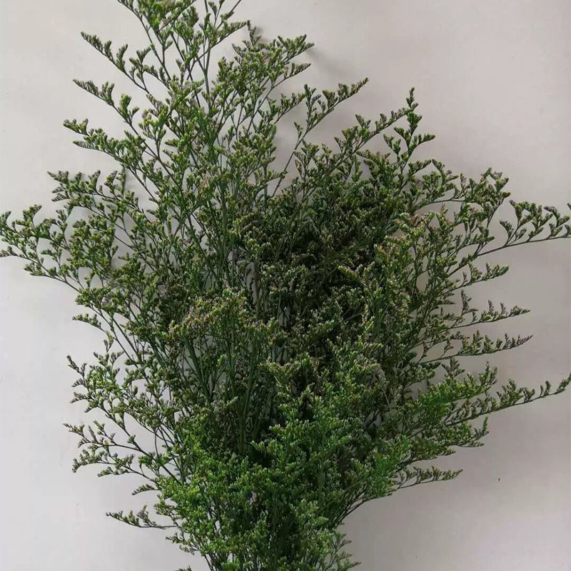 Wholesale Natural Dried flowers Caspia Misty Limonium Preserved Limonium Flower For Flower Arrangement And Decoration