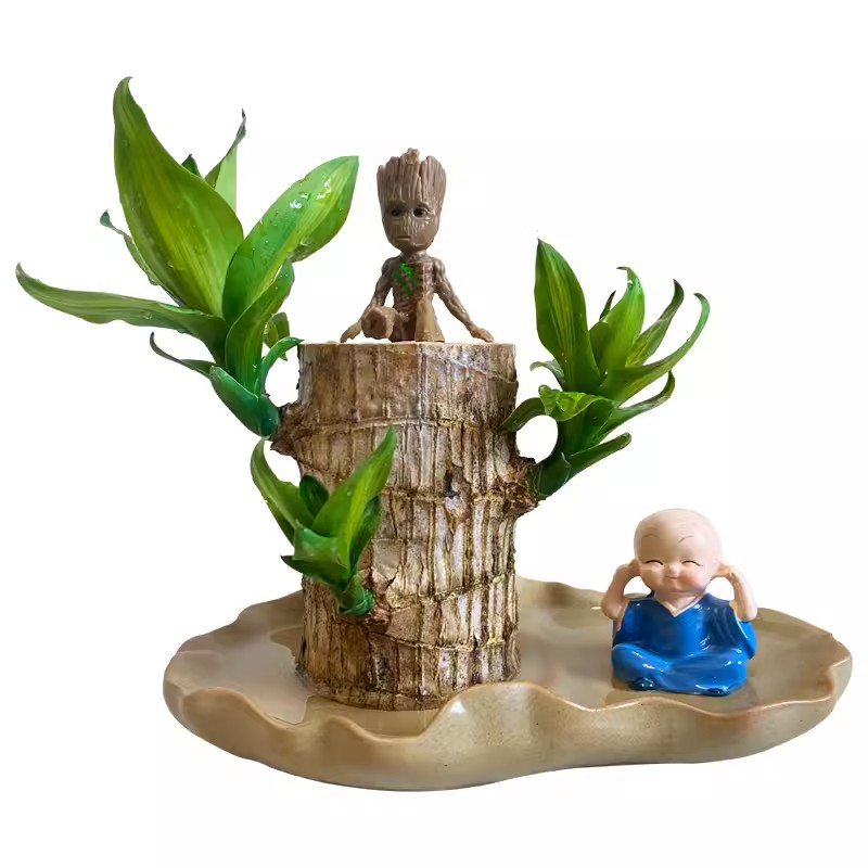 Factory wholesale Mini brazilian wood plant Hydroponic Lucky Wood Bonsai Desktop Plant for Purifying Indoor Air