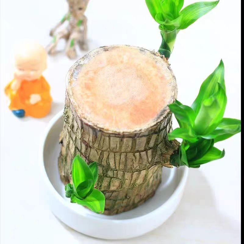 Factory wholesale Mini brazilian wood plant Hydroponic Lucky Wood Bonsai Desktop Plant for Purifying Indoor Air