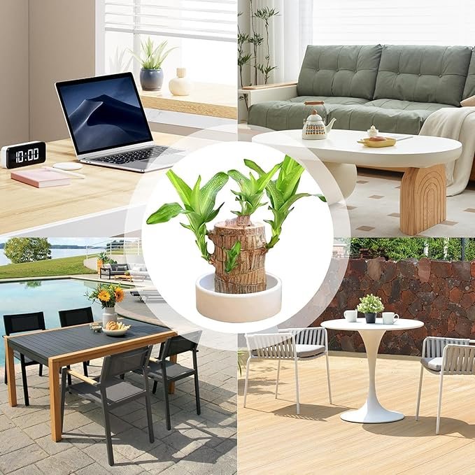 Factory wholesale Mini brazilian wood plant Hydroponic Lucky Wood Bonsai Desktop Plant for Purifying Indoor Air