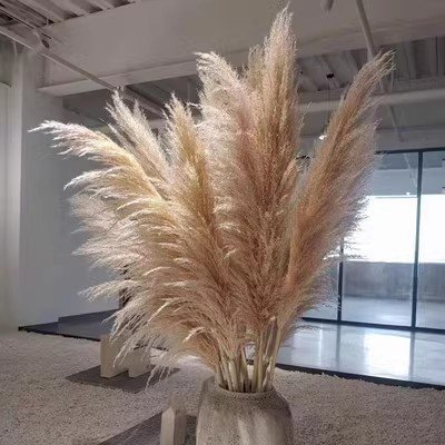 Hot Sale Beige Pampas Grass Natural Dried Flowers Large Plume for Home Wedding Halloween Decorations