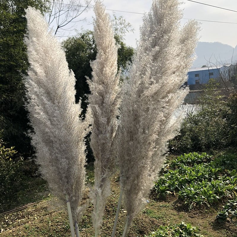 Hot Sale Beige Pampas Grass Natural Dried Flowers Large Plume for Home Wedding Halloween Decorations