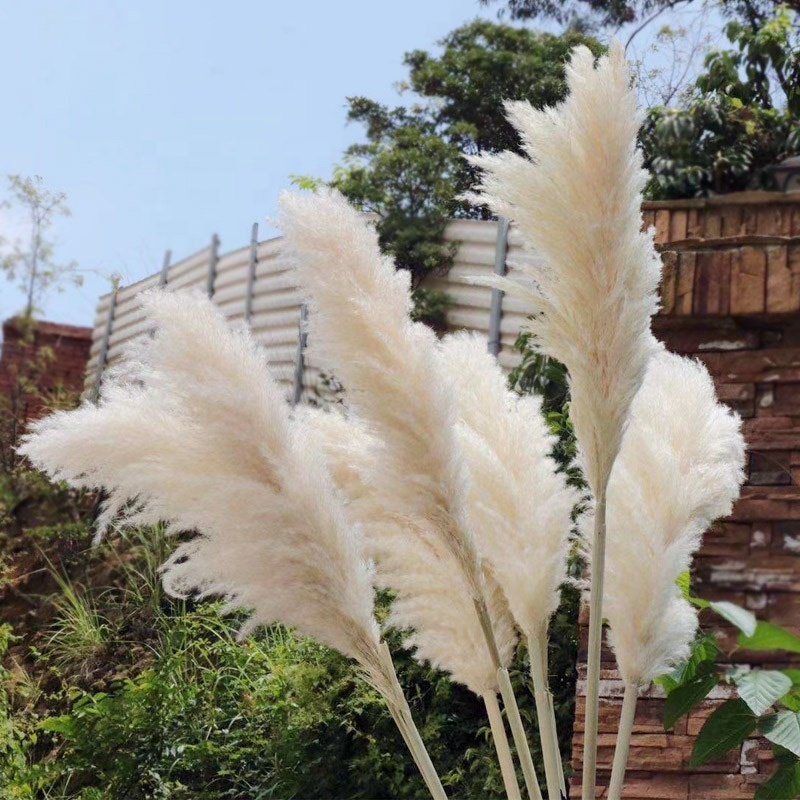 Hot Sale Beige Pampas Grass Natural Dried Flowers Large Plume for Home Wedding Halloween Decorations