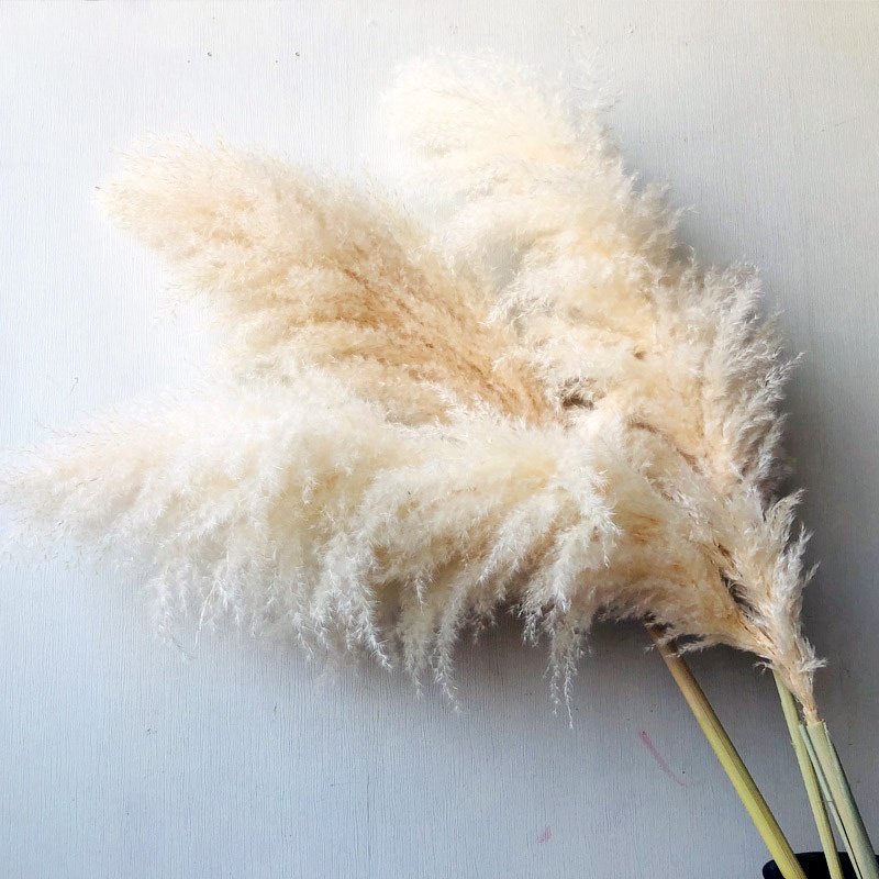 Hot Sale Beige Pampas Grass Natural Dried Flowers Large Plume for Home Wedding Halloween Decorations