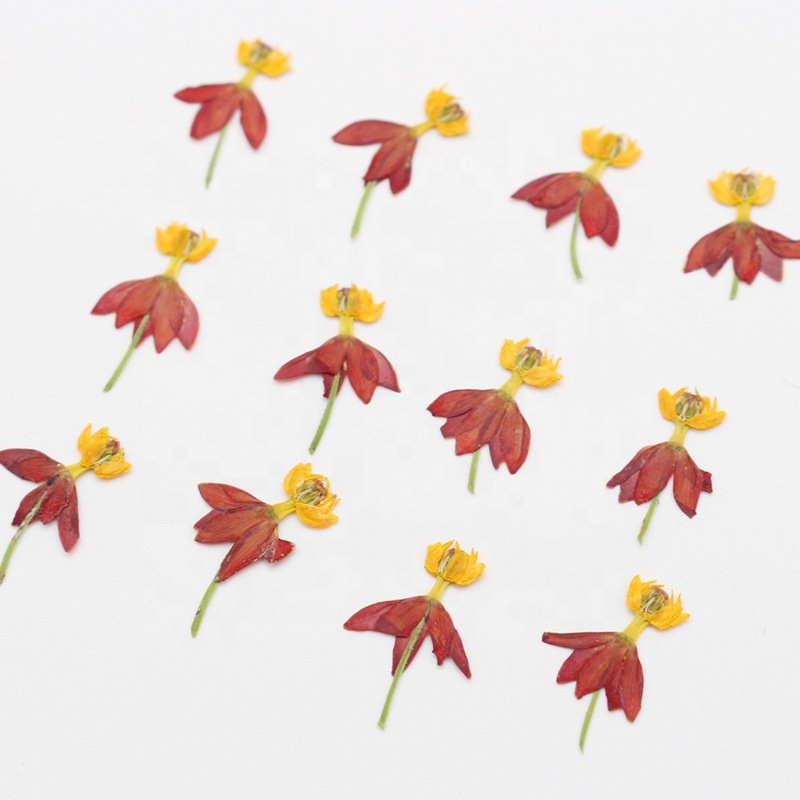 MNR1955 wholesale price dried pressed flowers for DIY decoration