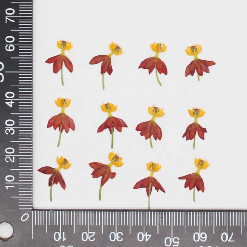 MNR1955 wholesale price dried pressed flowers for DIY decoration