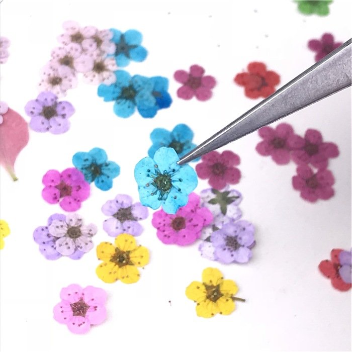 I625 Small Narcissus Manicure Dried Pressed Flower Herbarium Handmade Craft Multiple Colors and Styles