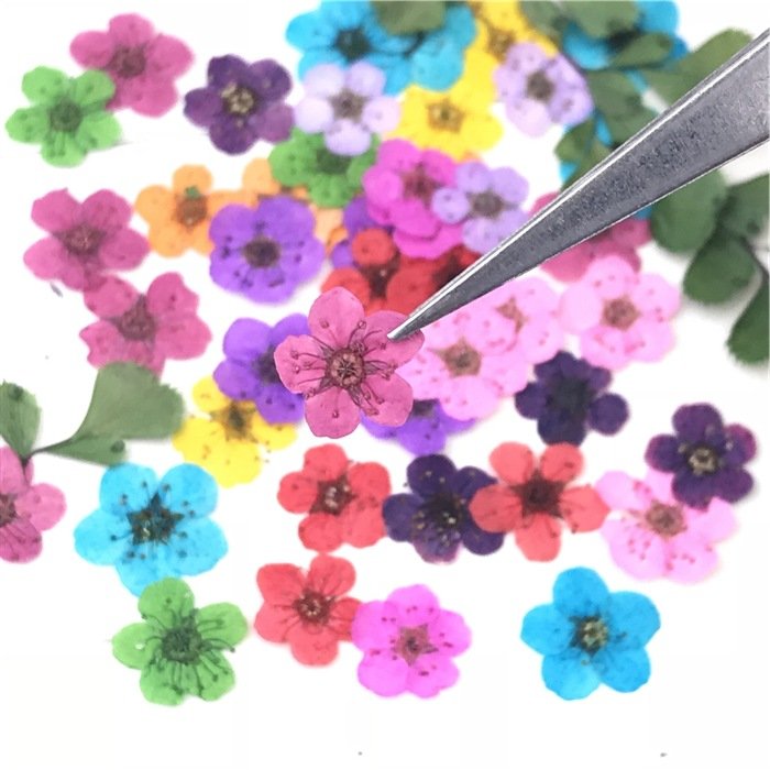 I625 Small Narcissus Manicure Dried Pressed Flower Herbarium Handmade Craft Multiple Colors and Styles