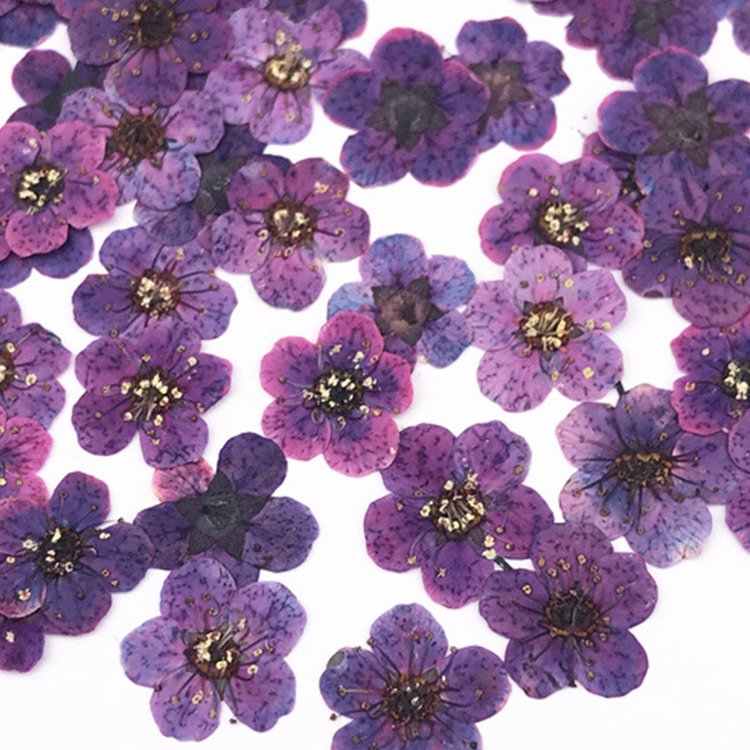 I625 Small Narcissus Manicure Dried Pressed Flower Herbarium Handmade Craft Multiple Colors and Styles