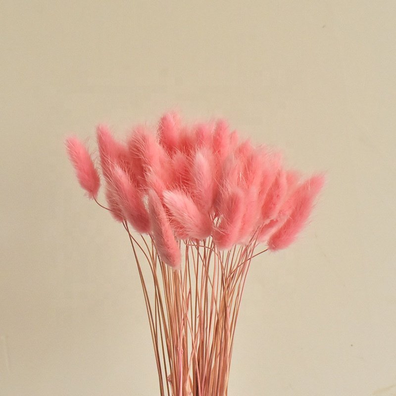 50pcs/pack Pink Decorative Flowers Rabbit Grass baby Lagurus Bundle Plants Natural Bouquet Ovatus Dried Bunny Tail of Resup