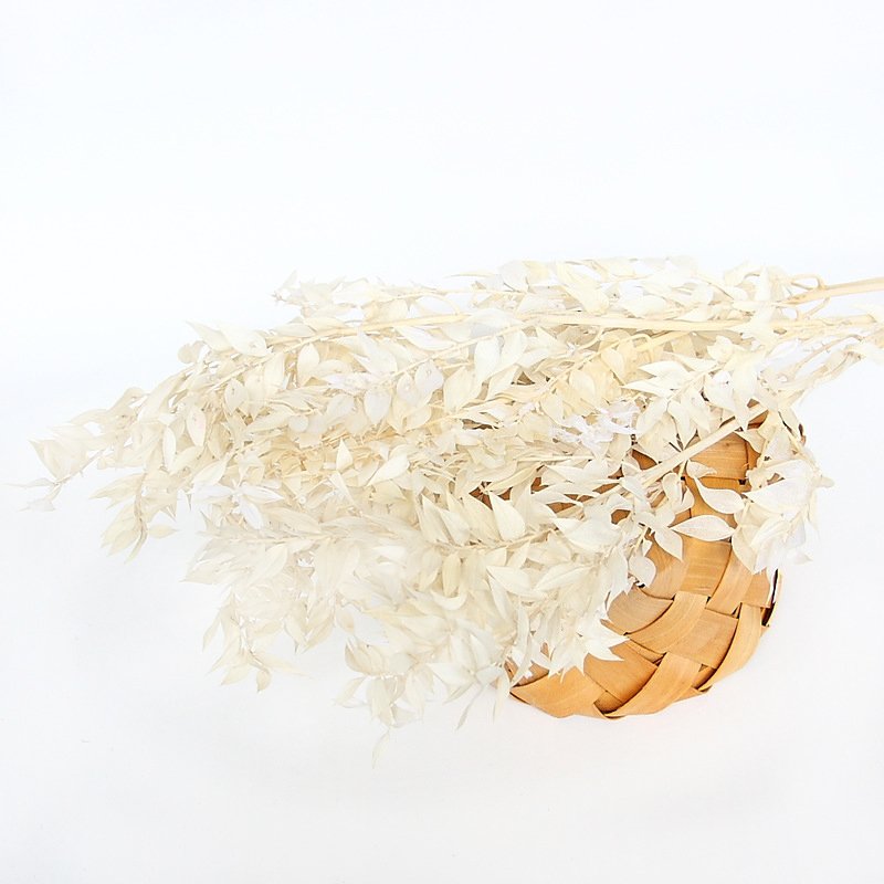 Wholesale hot selling dried flowers bouquet preserved flowers italian ruscus branches for home wedding decoration