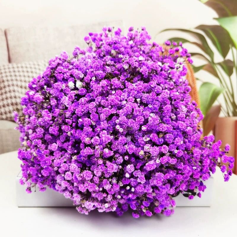 Natural Dried Flower Preserved Babys Breath DIY Valentine Gift Flowers Real Dried Flower Bouquet Gypsophila Dried Babysbreath