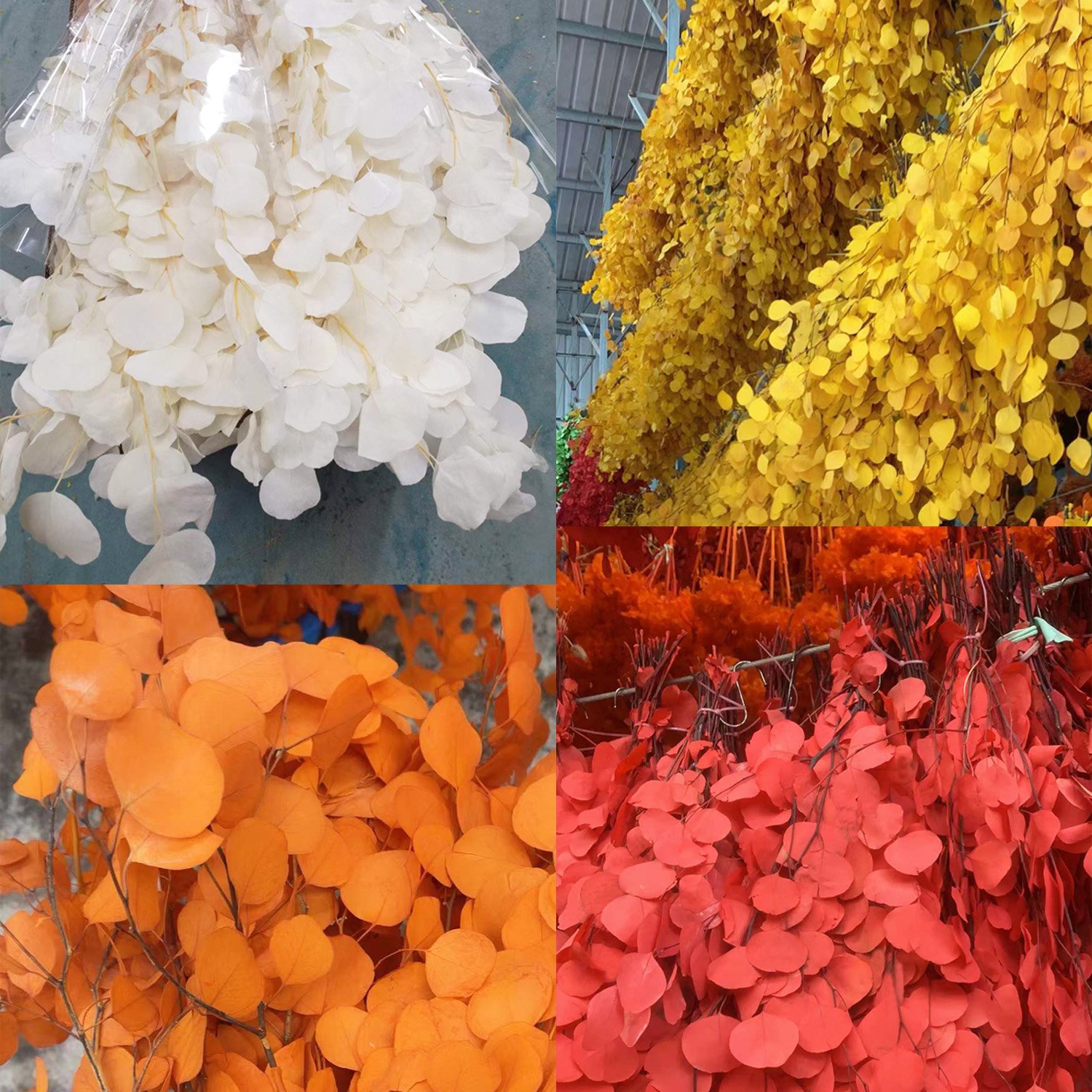 100g Wedding Home Decor Preserved Bleaching Eucalyptus Apple Round Leaves Natural Real Flower Preserved Eucalyptus Leaves