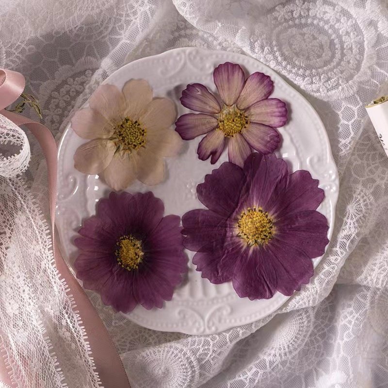 MNR1926 Gesang flower cosmos real dried flower DIY handmade photo frame sticker