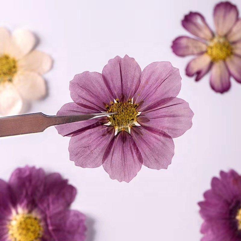 MNR1926 Gesang flower cosmos real dried flower DIY handmade photo frame sticker