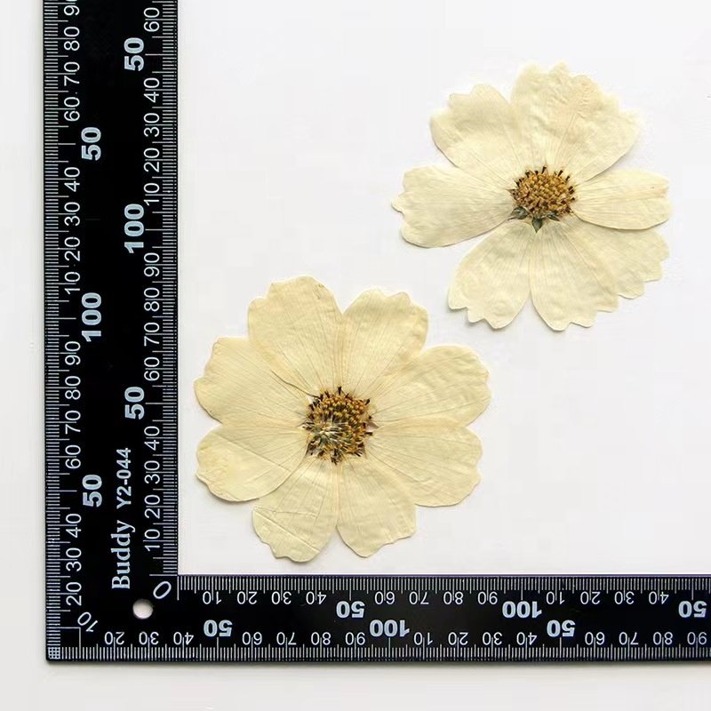 MNR1926 Gesang flower cosmos real dried flower DIY handmade photo frame sticker