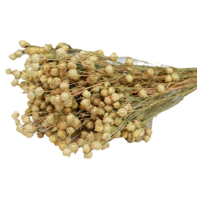 50g/bunch Acacia Beans Dried Flowers Bouquets For Decoration Sell In Bulk