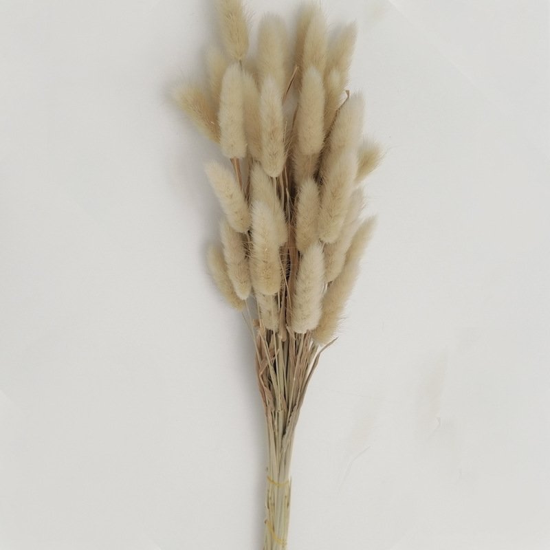 Dried Lagurus ovatus Hare tail grass Handmade Preserved Natural Decorative flowers and plants for Wedding Home decoration