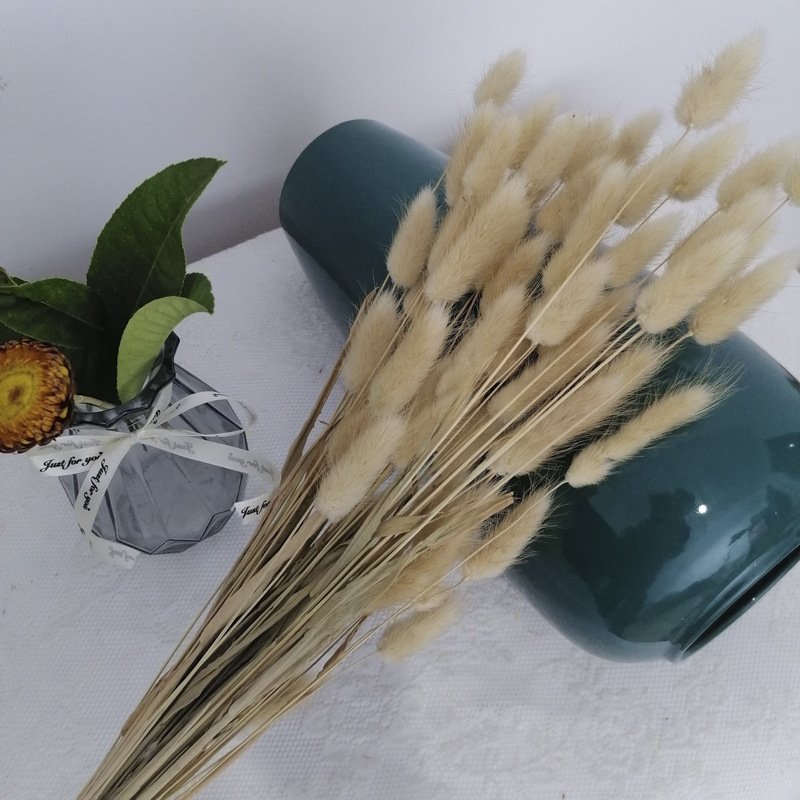 Dried Lagurus ovatus Hare tail grass Handmade Preserved Natural Decorative flowers and plants for Wedding Home decoration