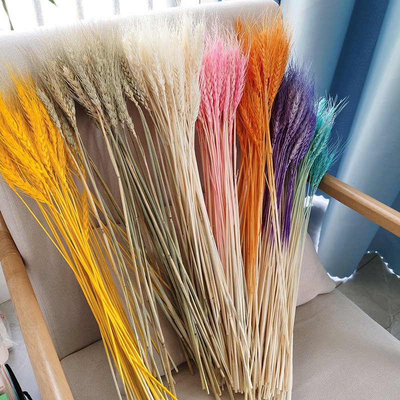 Wholesale Dried Wheat Sheaves Stalks Bouquet Natural Wheat Ears Grain Flowers Dry Grass Bunch Boho Decor