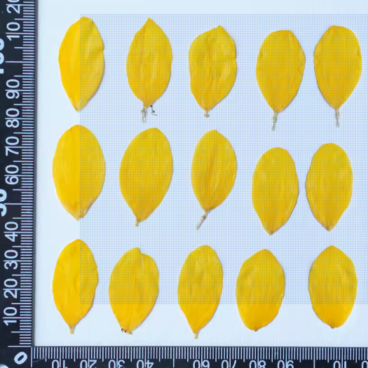 Sunflower Petal And Leaf Card Making Supplies Resin Jewelry Natural Plant Eco-friendly Real Dried Pressed Flower
