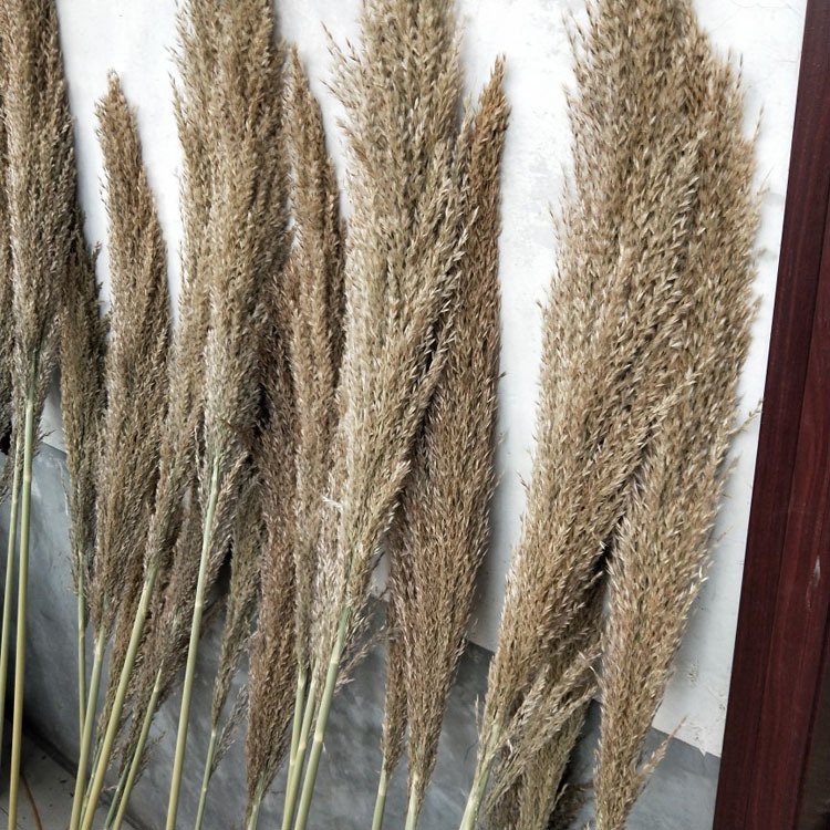 Natural dried pampas grass large fluffy tall decorative flowers for wedding or home decor factory price gift for new year